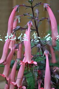 行业地位怎么描述