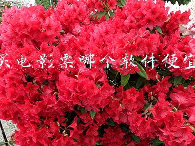 买电影票哪个软件便宜