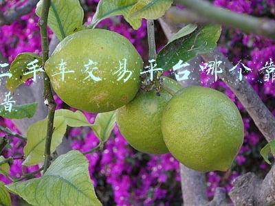 二手车交易平台哪个靠谱