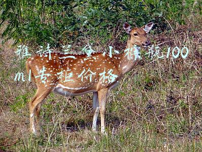 雅诗兰黛小棕瓶100ml专柜价格