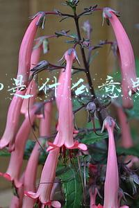 dmp是什么意思啊