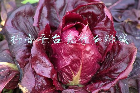 抖音平台靠什么赚钱