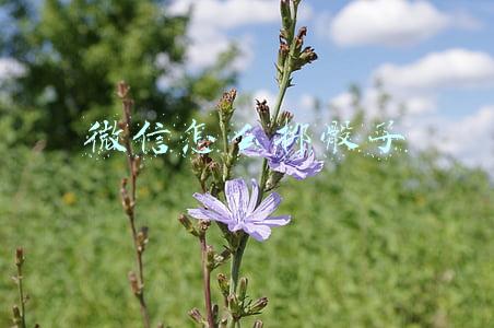 微信怎么掷骰子