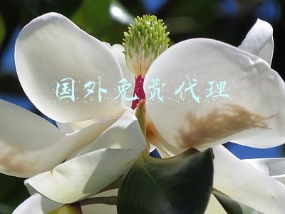 国外免费代理