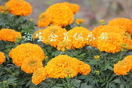 淘宝会员俱乐部