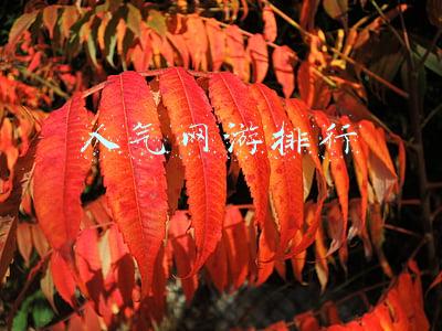 人气网游排行