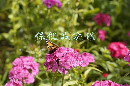 保健品分销商城(满贯集团联手健倍苗苗 意在大湾区保健品市场)