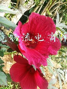 跨境物流电商平台