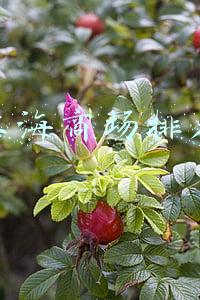 上海商场排名