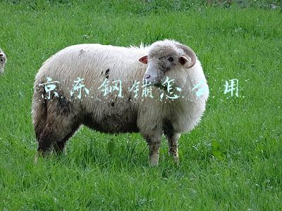 京东钢镚怎么用