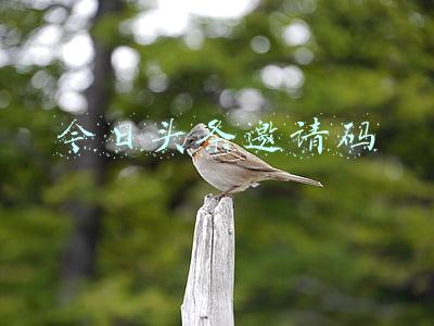 今日头条邀请码
