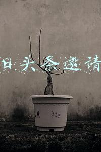 今日头条邀请码