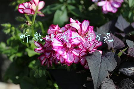 听歌赚钱一首5元