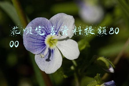 花呗完善资料提额8000