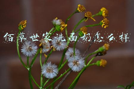 佰草世家洗面奶怎么样