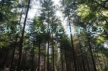 拼多多砍价免费拿技巧