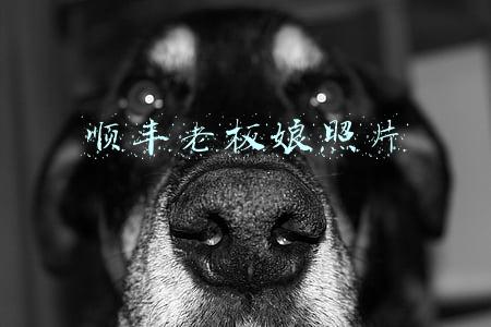 顺丰老板娘照片