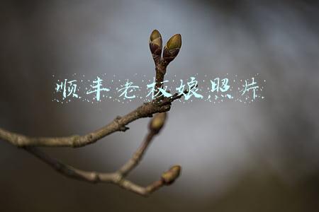 顺丰老板娘照片