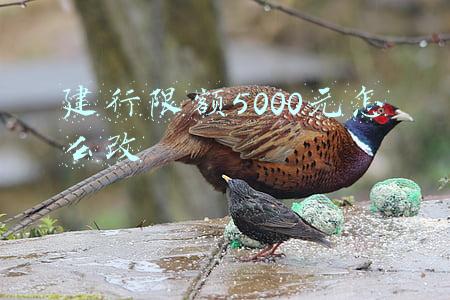 建行限额5000元怎么改