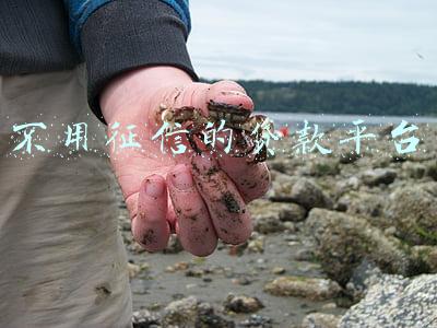 上征信的贷款平台(2020花呗、借呗、有钱花、360借条，哪个贷款平台不上征信？)
