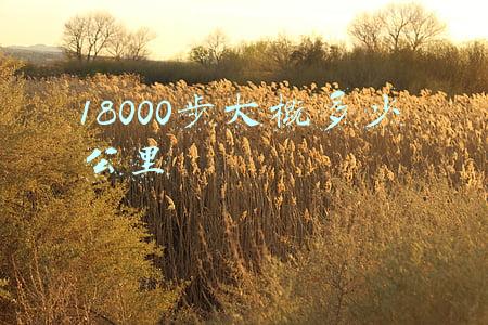13000步大概有多少公里(第二天！本人践行辟谷第二天亲身实践体验心得)