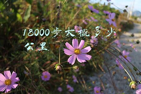 18000步大概多少公里