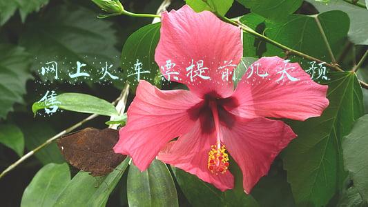 网上火车票提前几天预售
