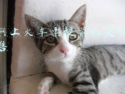 网上火车票提前几天预售