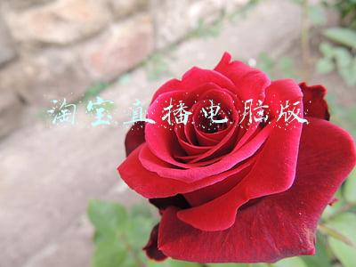 淘宝直播电脑版