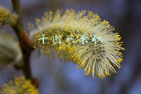 千图网兼职
