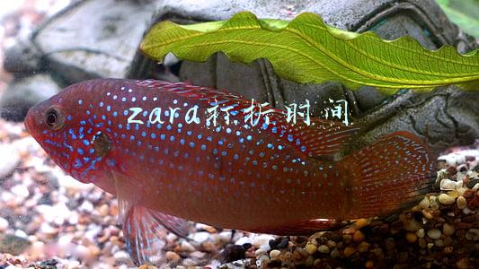 zara打折时间