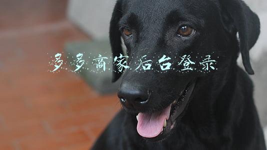 多多商家后台登录