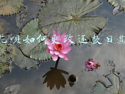 花呗如何更改还款日期