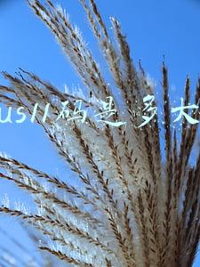 us11码是多大