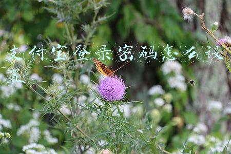 支付宝咋设置登录密码(支付宝登录密码忘记了怎么办？)