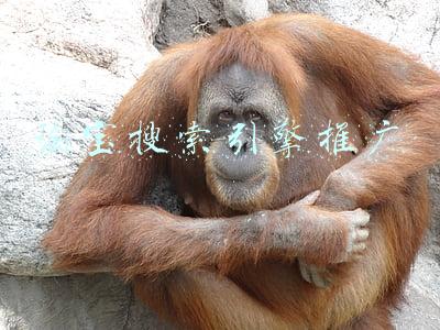 淘宝搜索引擎推广