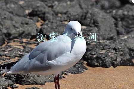 淘宝直播间入口电脑版(双十一预热，淘宝直播获新入口，并推出“热浪引擎”)