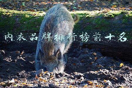 内衣品牌排行榜前十名