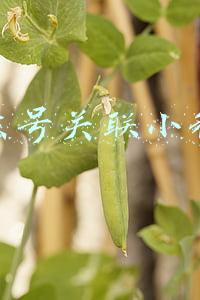 公众号关联小程序