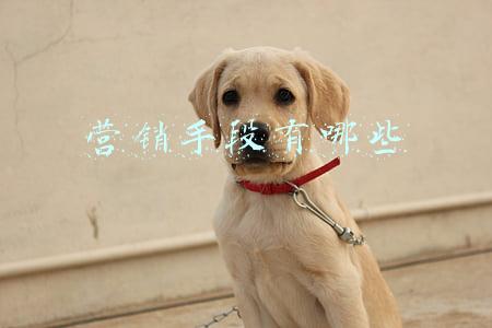 营销手段有哪些