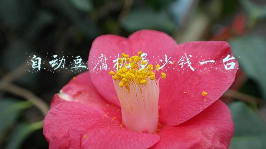 自动豆腐机多少钱一台