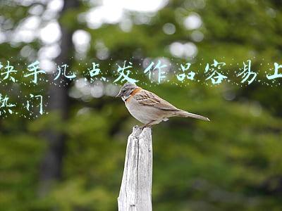 快手在几点发作品容易上热门(什么时间段发作品容易上热门？)