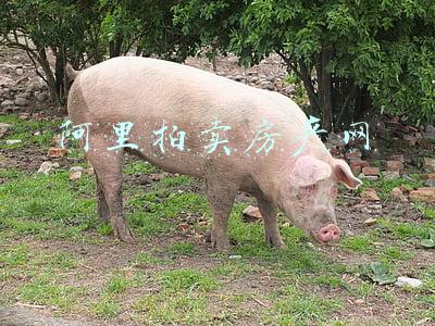 阿里拍卖房产网