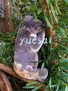 yuesai