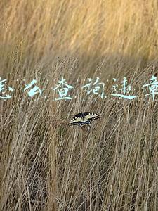 怎么查询违章