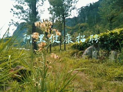 阿里健康招聘