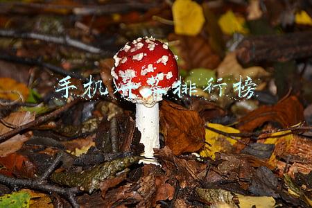 手机屏幕排行榜