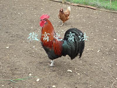 微商电商法