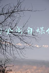 淘金阁自媒体