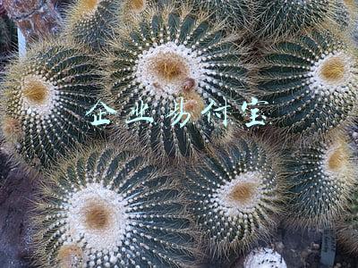 企业易付宝是什么意思(苏宁打造“易付宝+本地生活” 深圳成拓展市场之一)